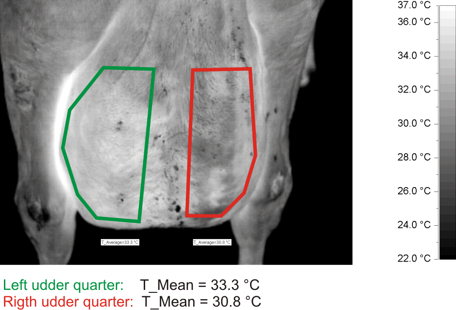 Analyse der Temperaturmuster (Symmetrie) am Euter Analysis of the temperature pattern (symmetry) of a cow udder